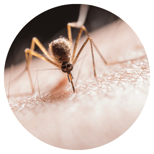 mosquito pest control service near me Avon Lake, Avon, Sheffield