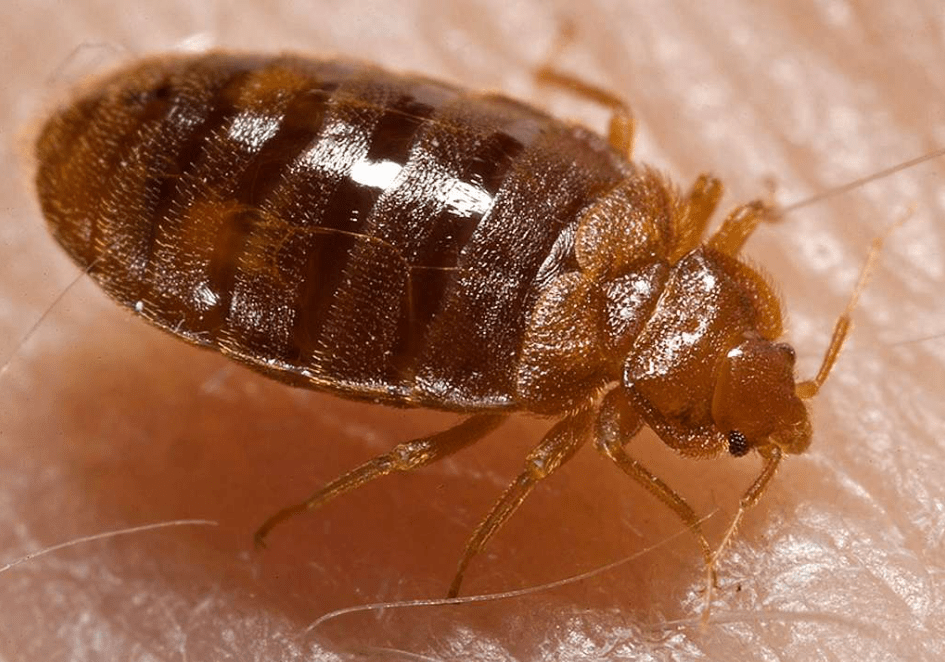 Rocky River Bed Bug Extermination bed bugs bed bug extermination Lakewood bed bug extermination