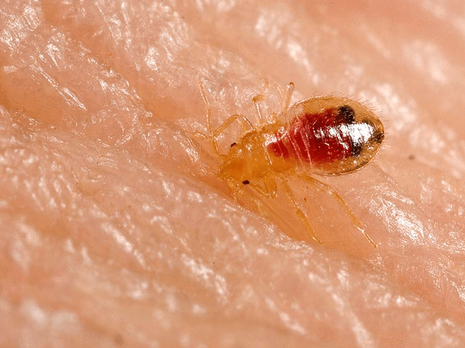 Fairview Park bed bug extermination bed bug nymph pest asset bed bug extermination Avon bed bug extermination Bay Village bed bug extermination North Olmsted bed bug extermination Lorain bed bug extermination Lorain county bed bug exterminator