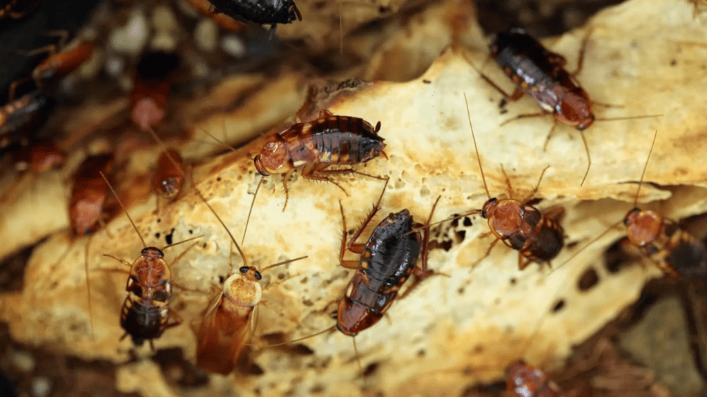 pests threaten your health