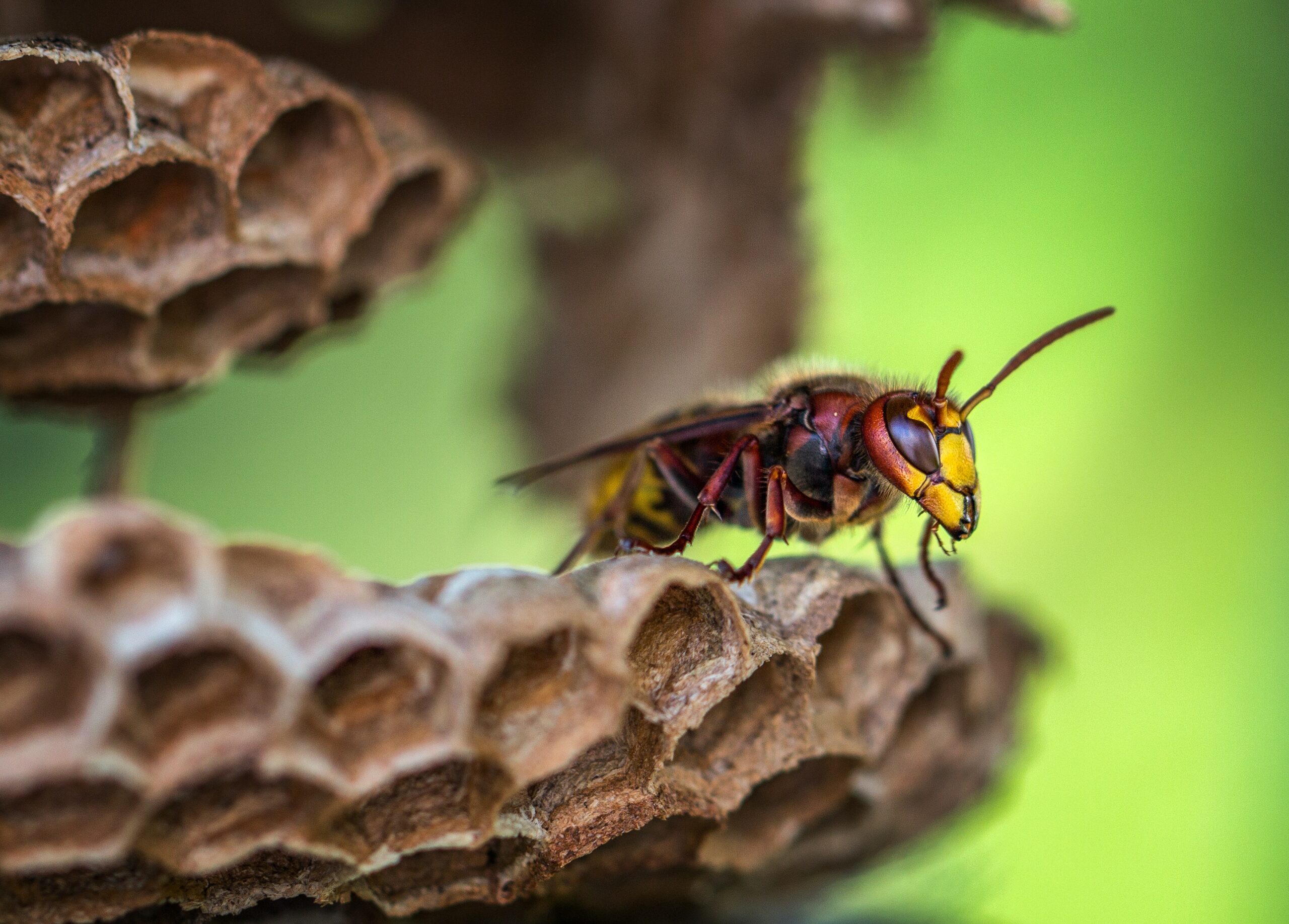 best wasp control near me Bay Village Wasp Control Avon wasp control