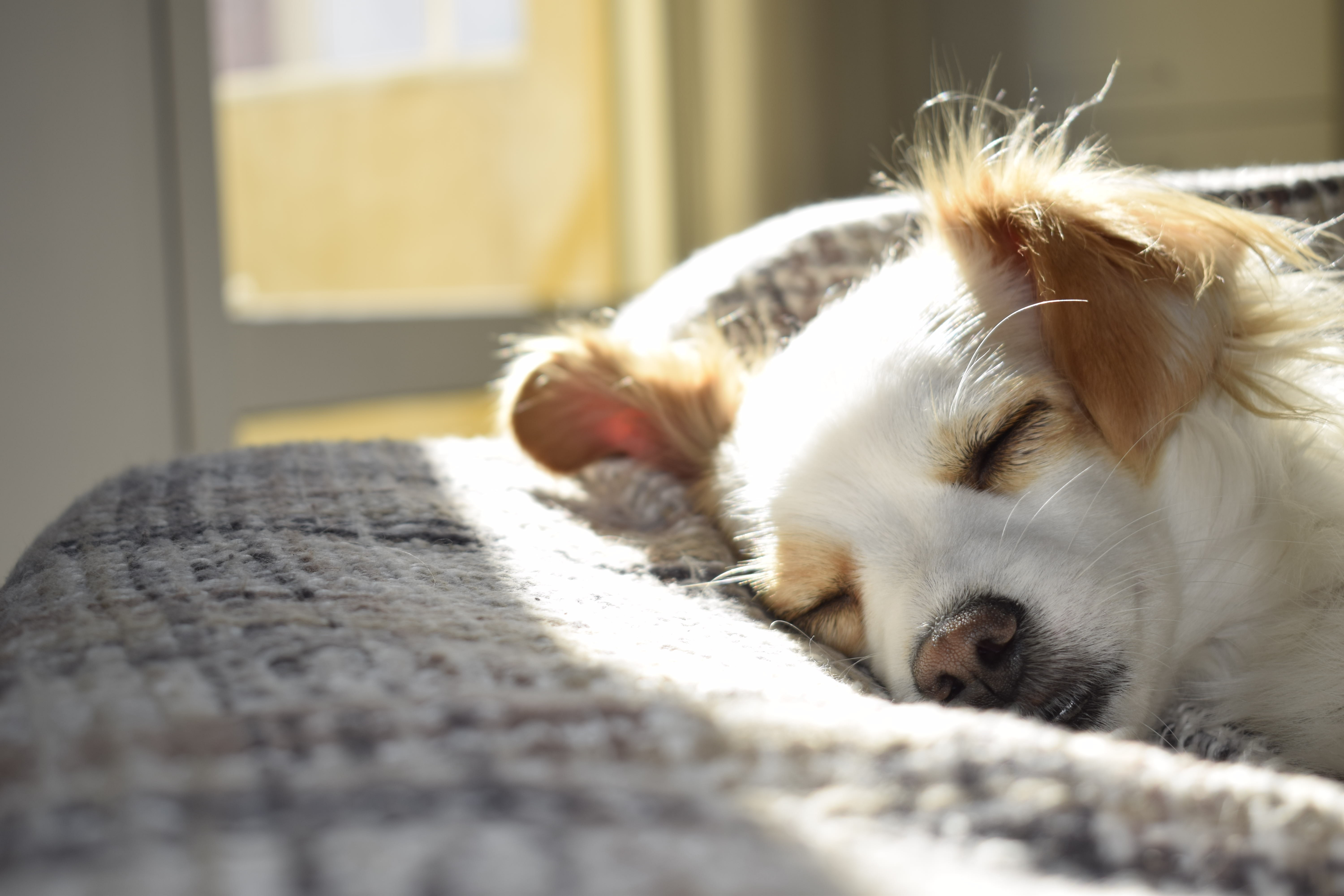 North Olmsted flea control Pest Asset