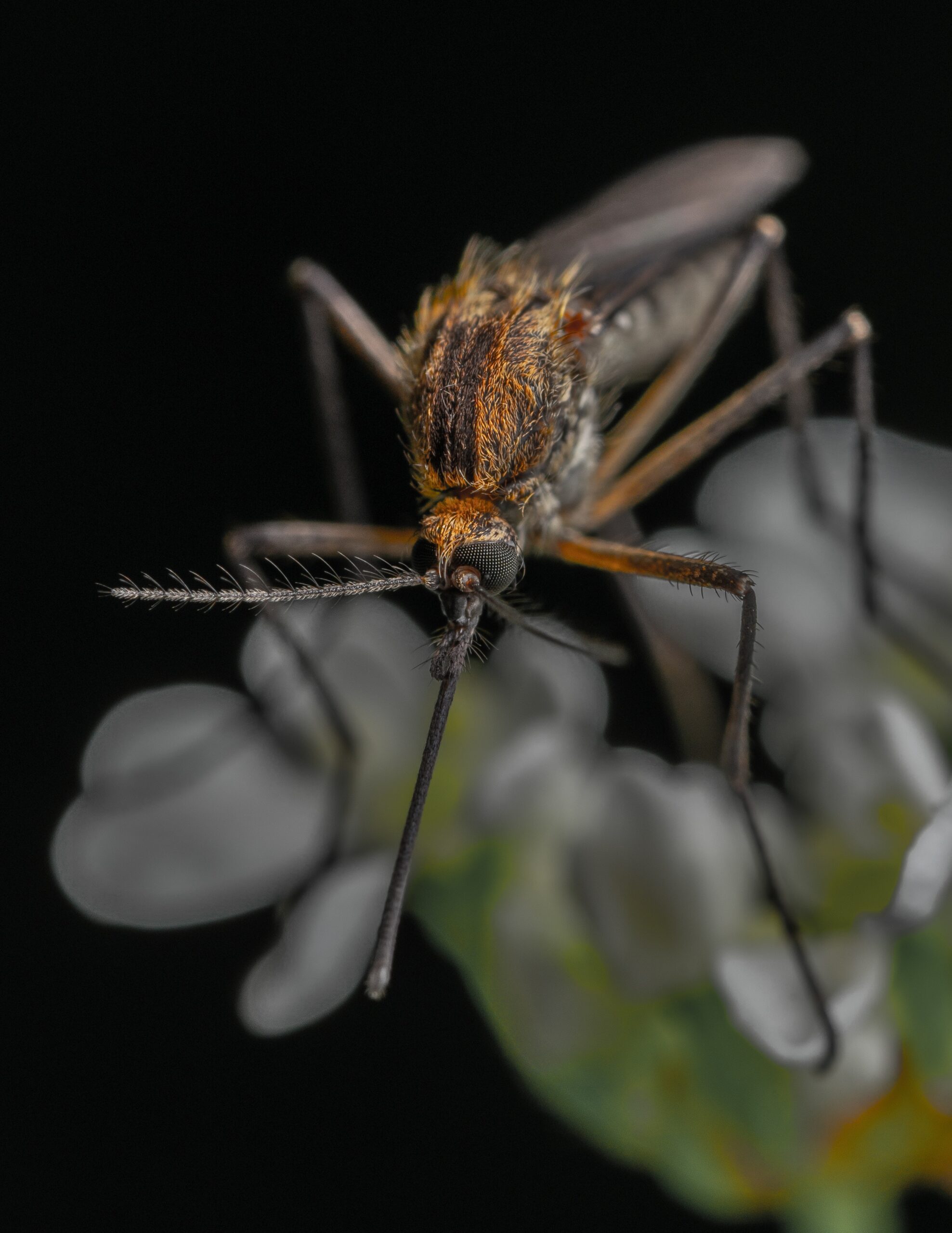 mosquito summer pests