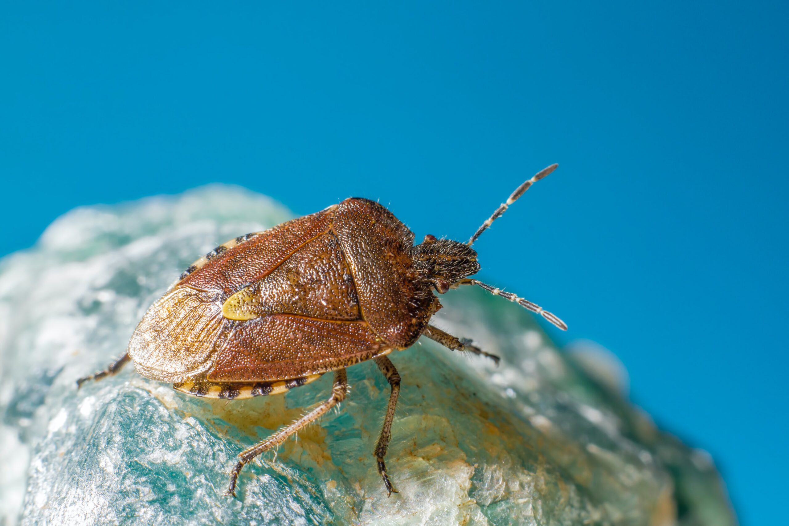 Stink bug