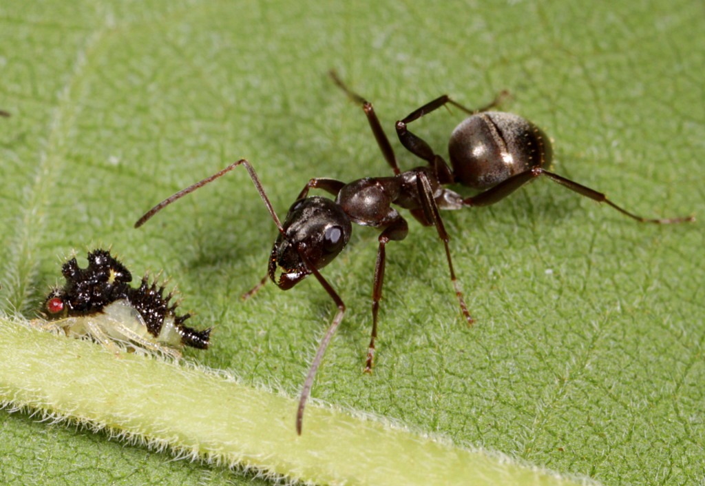 Carpenter Ants