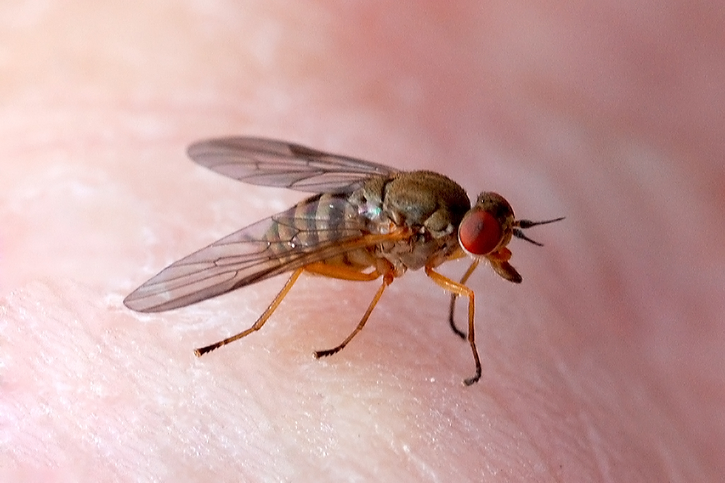 Biting Flies in Northeast Ohio: The Ultimate Prevention and Control Guide 2