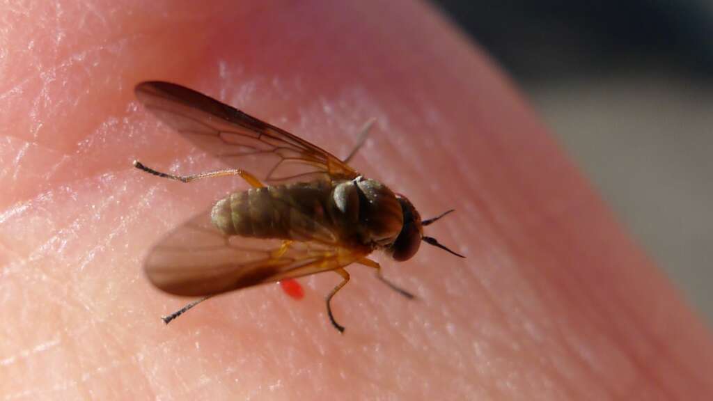 Biting Flies in Northeast Ohio: The Ultimate Prevention and Control Guide