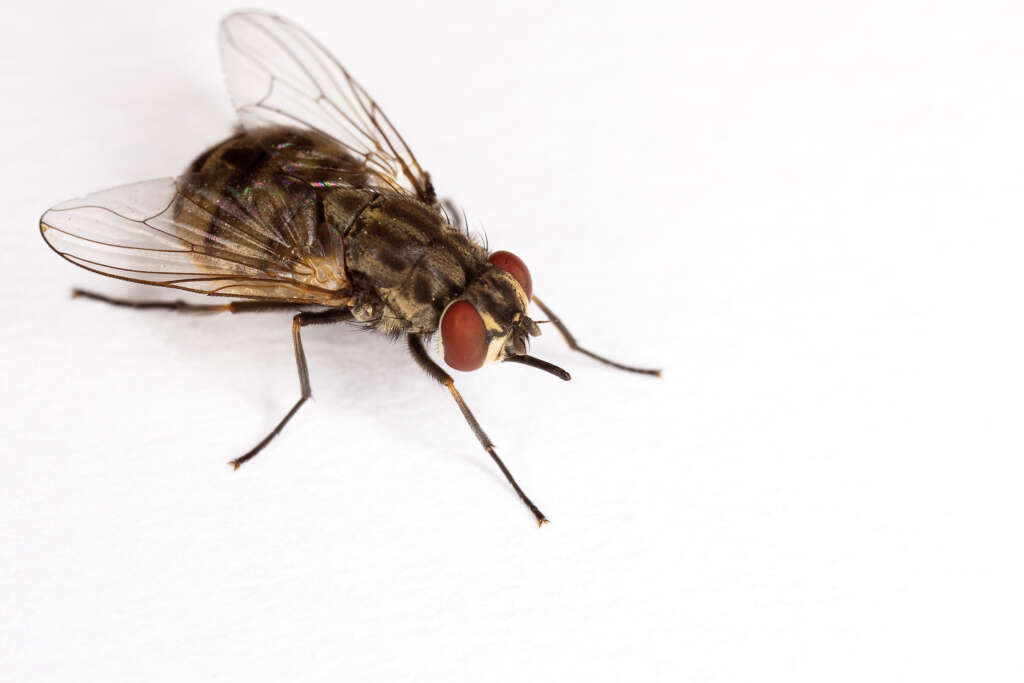 Biting Flies in Northeast Ohio: The Ultimate Prevention and Control Guide 1