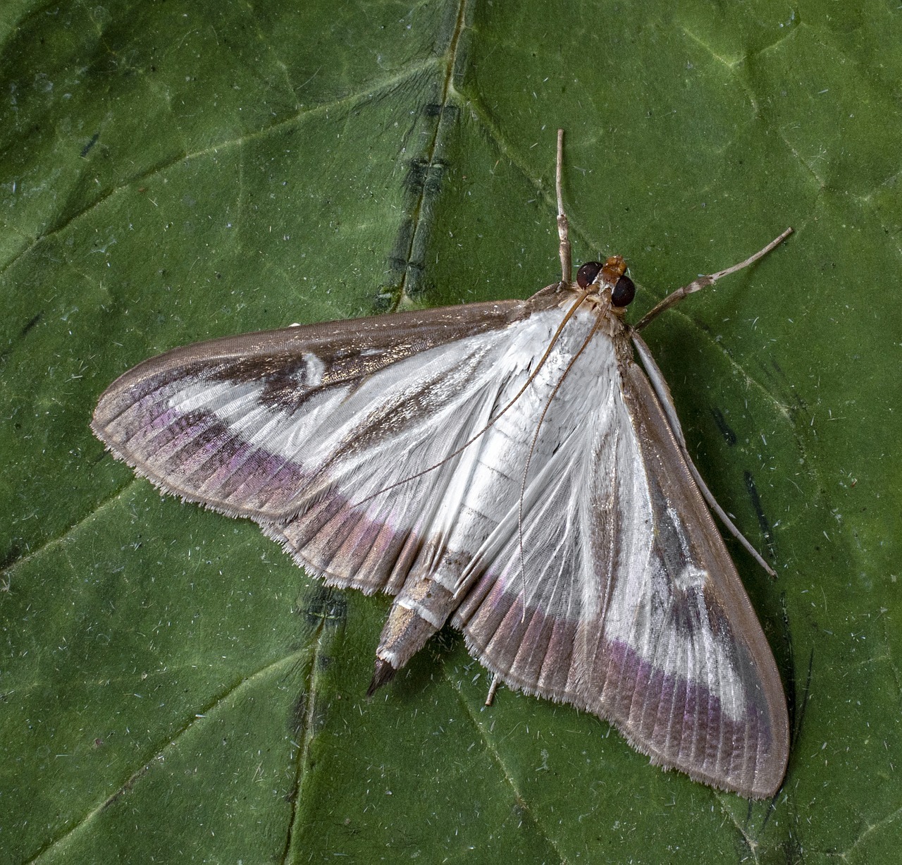 Box Tree Moth