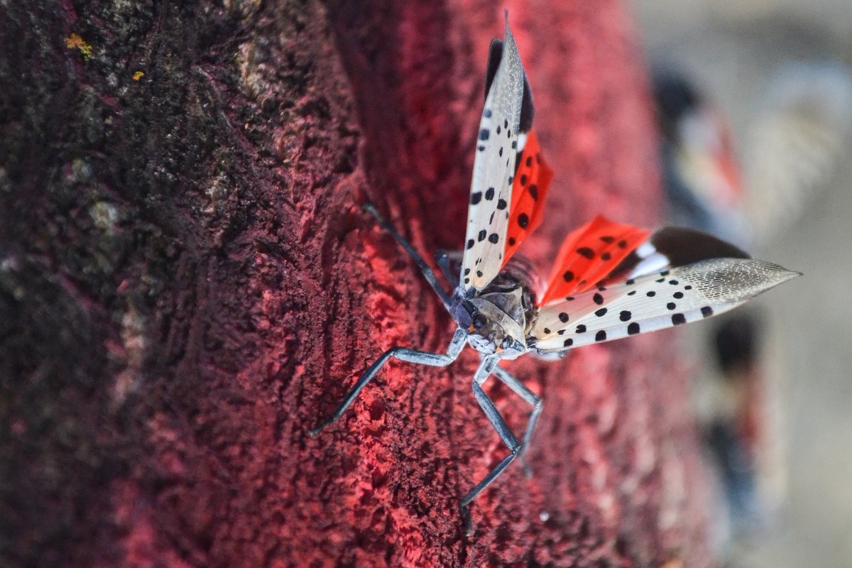 spotted lanternfly