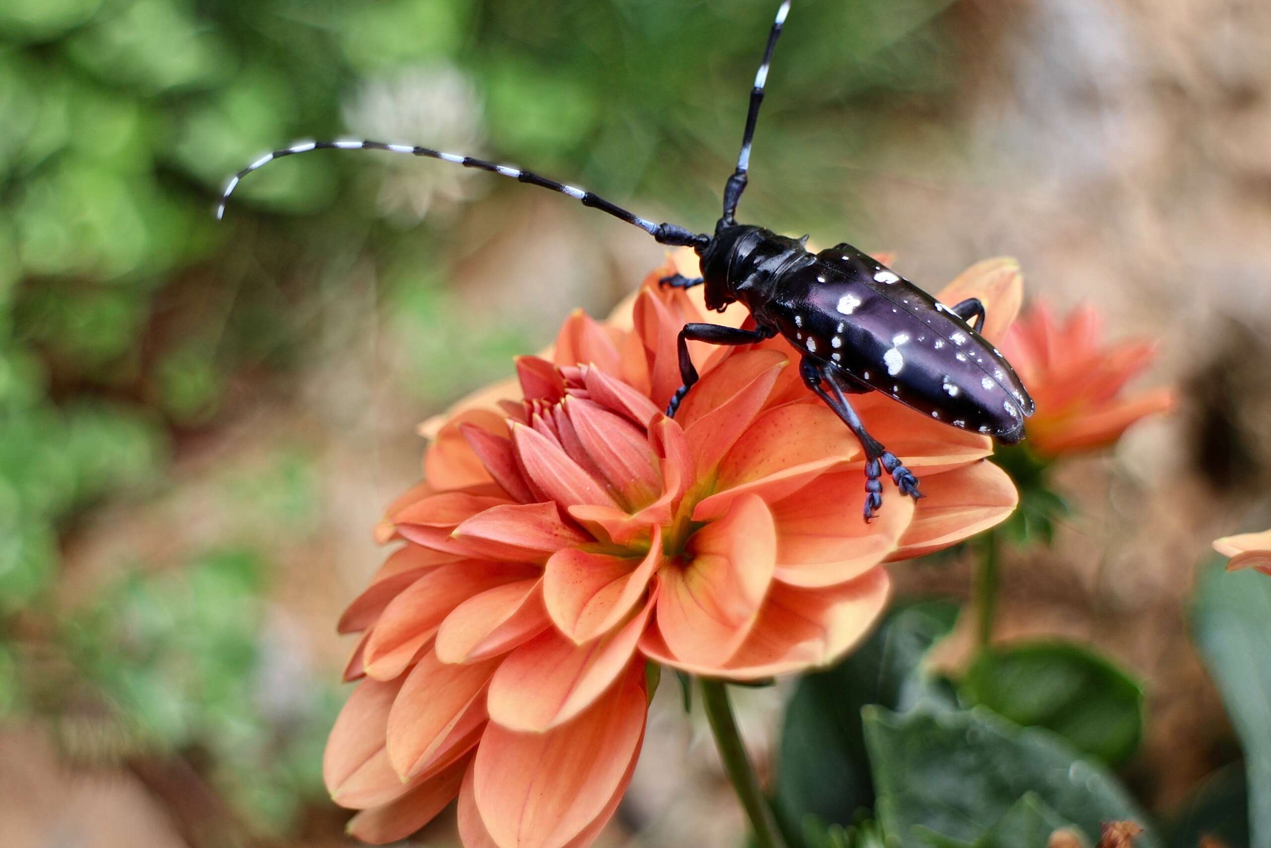 Asian Longhorned Beetle