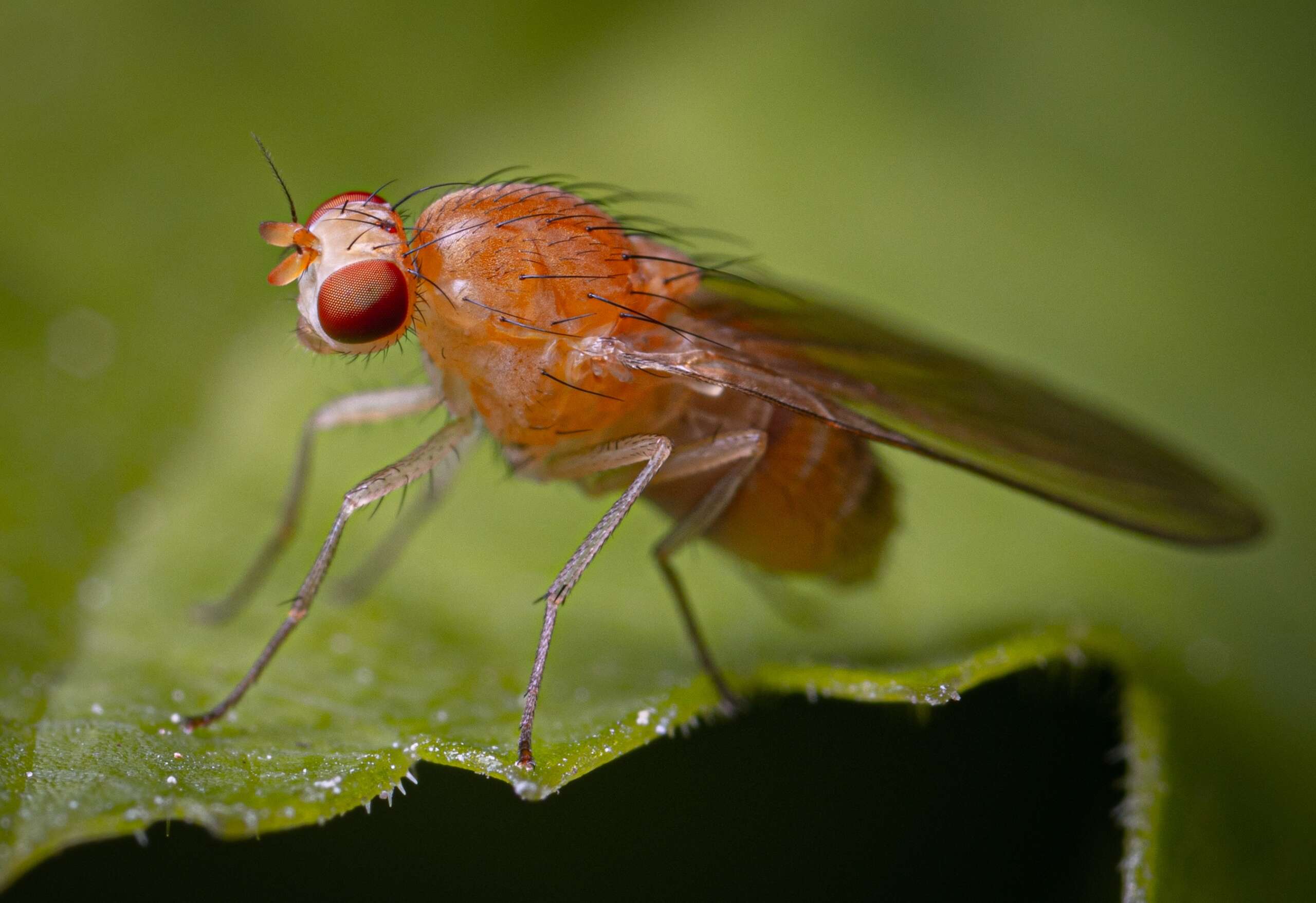 fruit fly