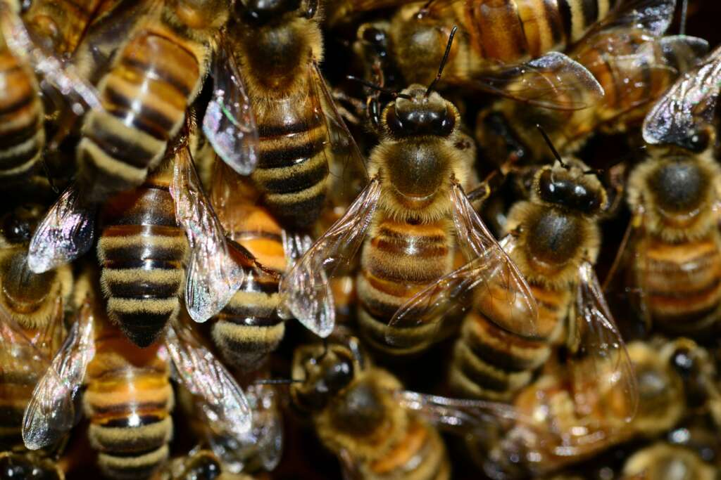 Buzzy Bodies in the Backyard: Unveiling the Mystery of Bees vs. Wasps