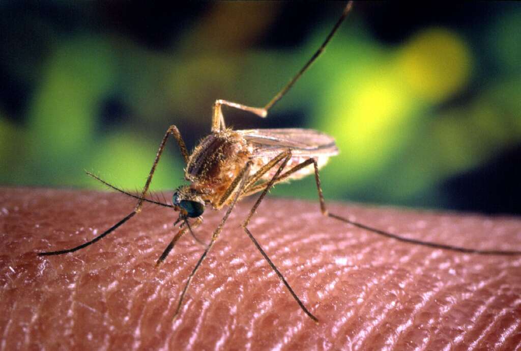 Mosquito pest infestations