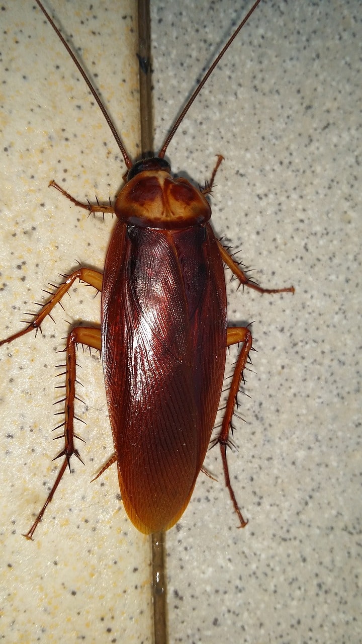 Cockroach Extermination Bay Village Sheffield Lake cockroach control