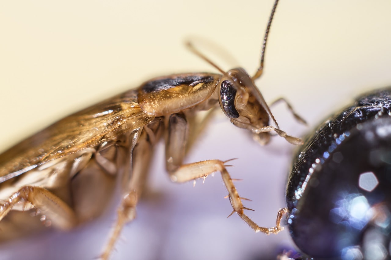 Cleveland cockroach control Amherst cockroach control avon cockroach control brooklyn cockroach control avon lake cockroach control elyria cockroach control lorain cockroach control lakewood cockroach control sheffield lake cockroach control north olmsted cockroach control westlake cockroach control bay village cockroach control fairview park cockroach control rocky river cockroach control