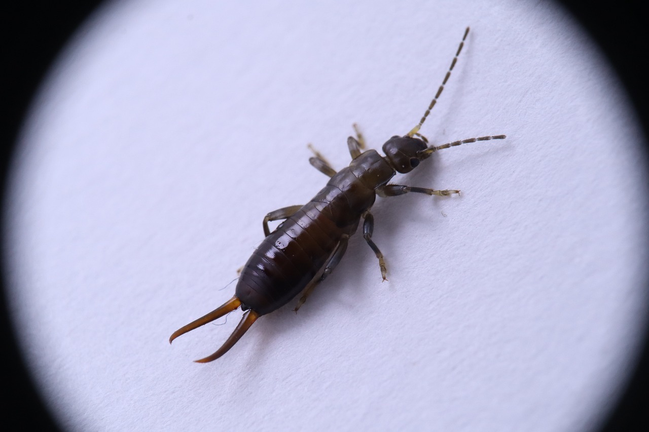 earwig