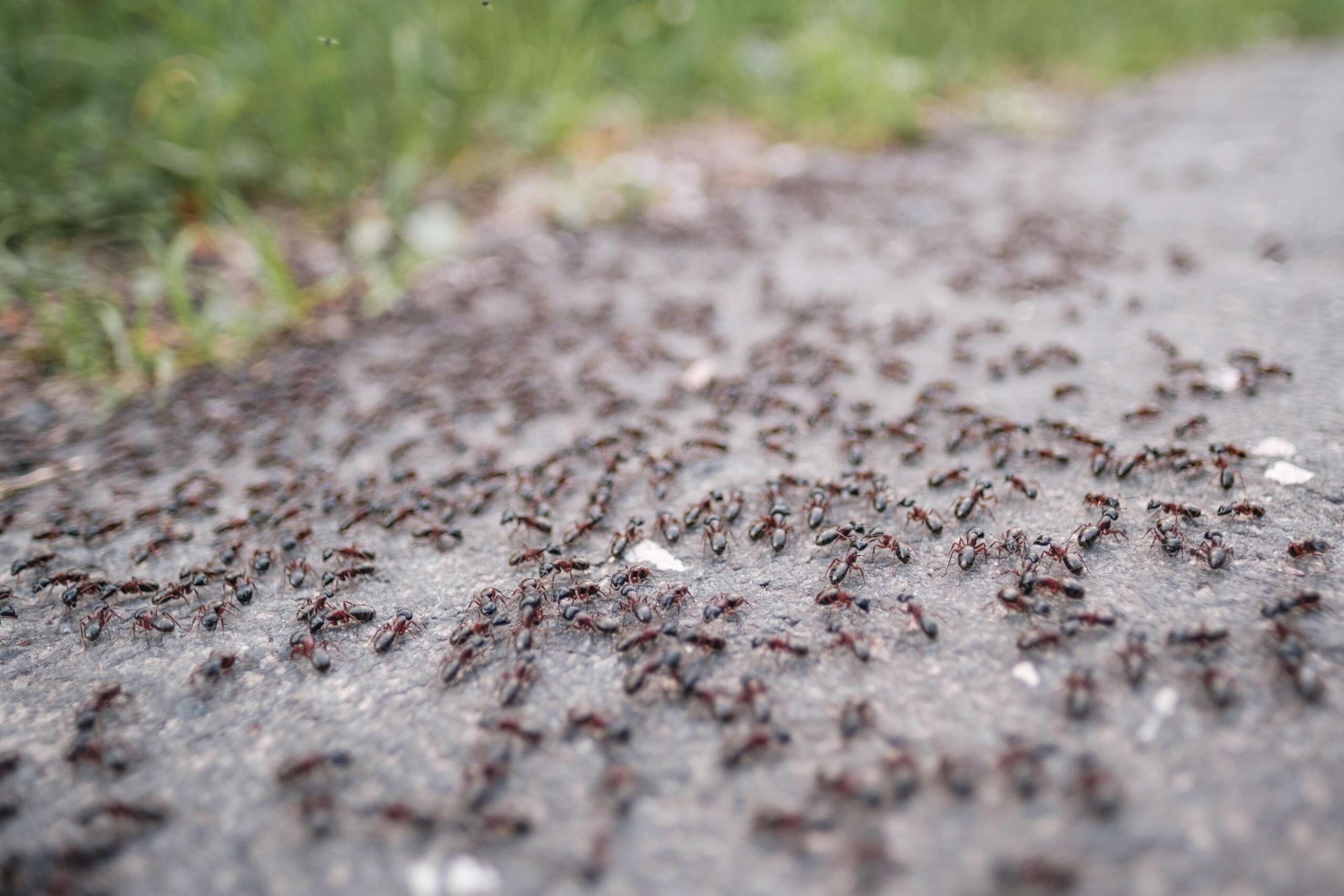 Lakewood ant control Amherst ant control Avon ant control Bay Village ant control Brooklyn ant control Cleveland ant control Elyria ant control Fairview Park ant control Lakewood ant control Lorain ant control North Olmsted ant control Rocky River ant control Sheffield Lake ant control Westlake ant control