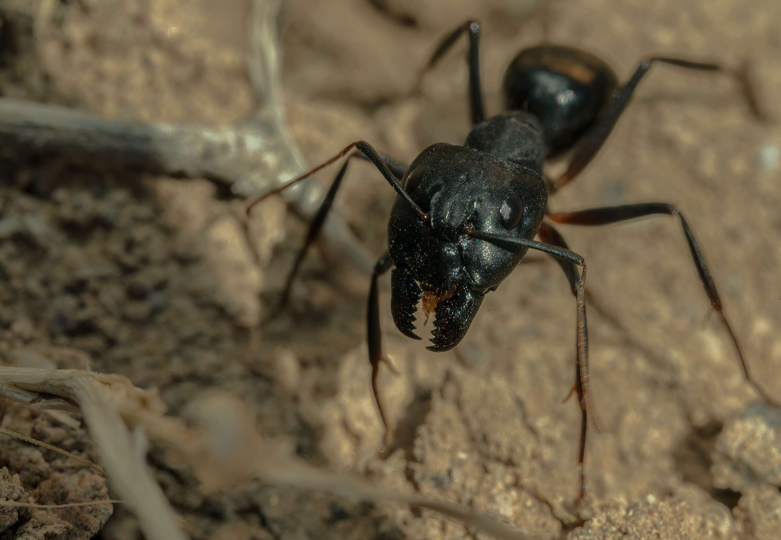 carpenter ant