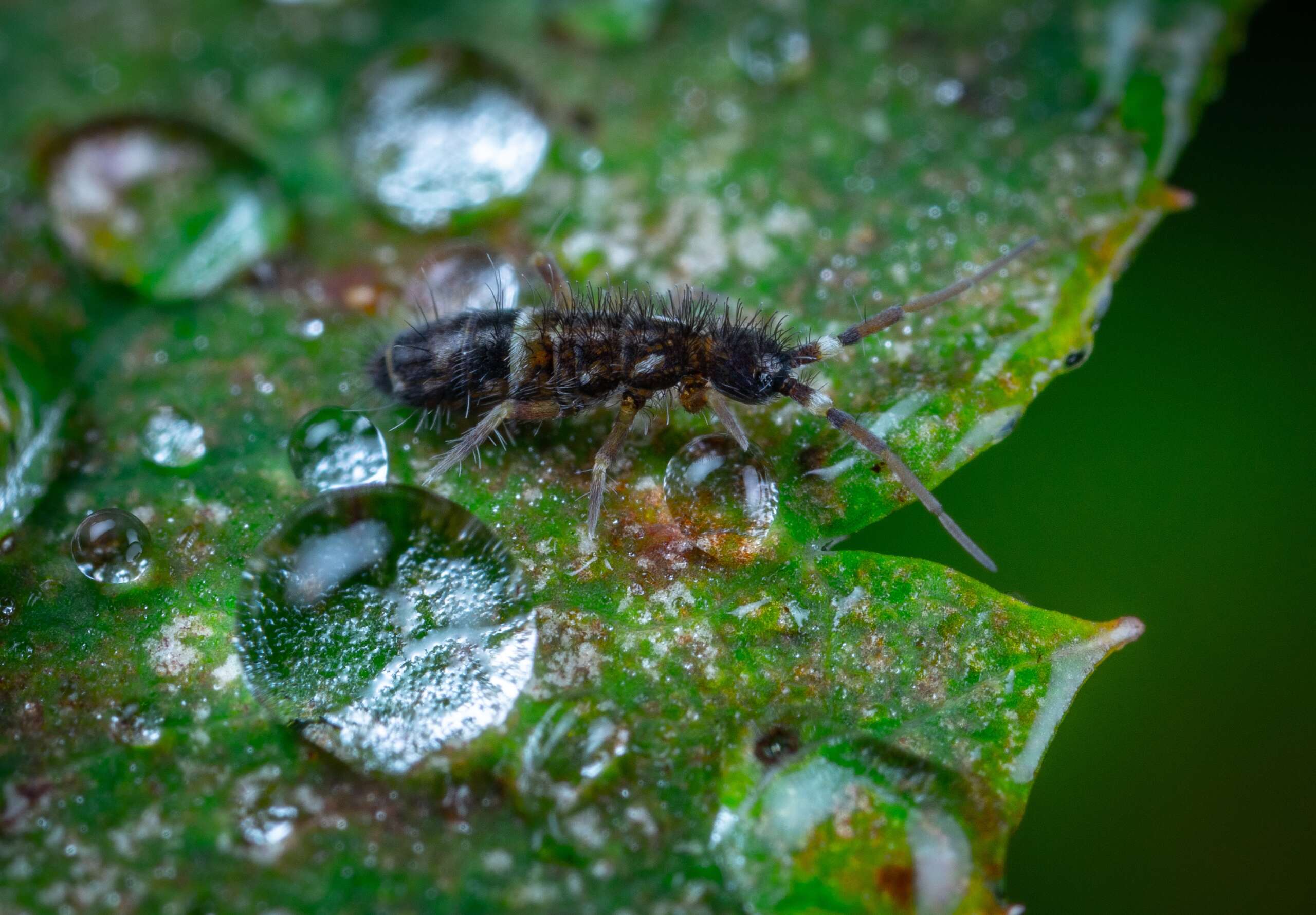 springtail