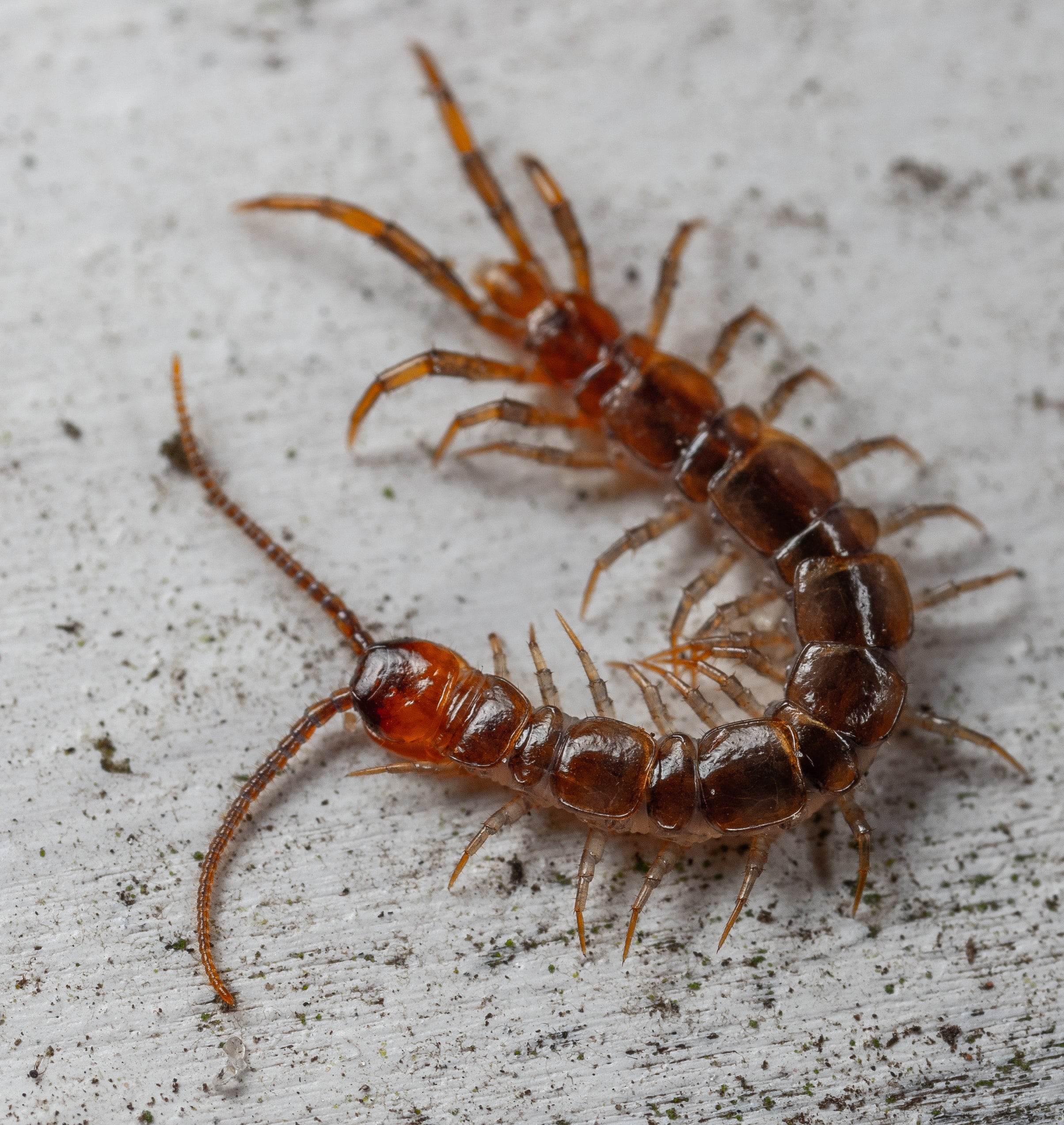 best centipede extermination near me bay village centipede control Avon Centipede Control