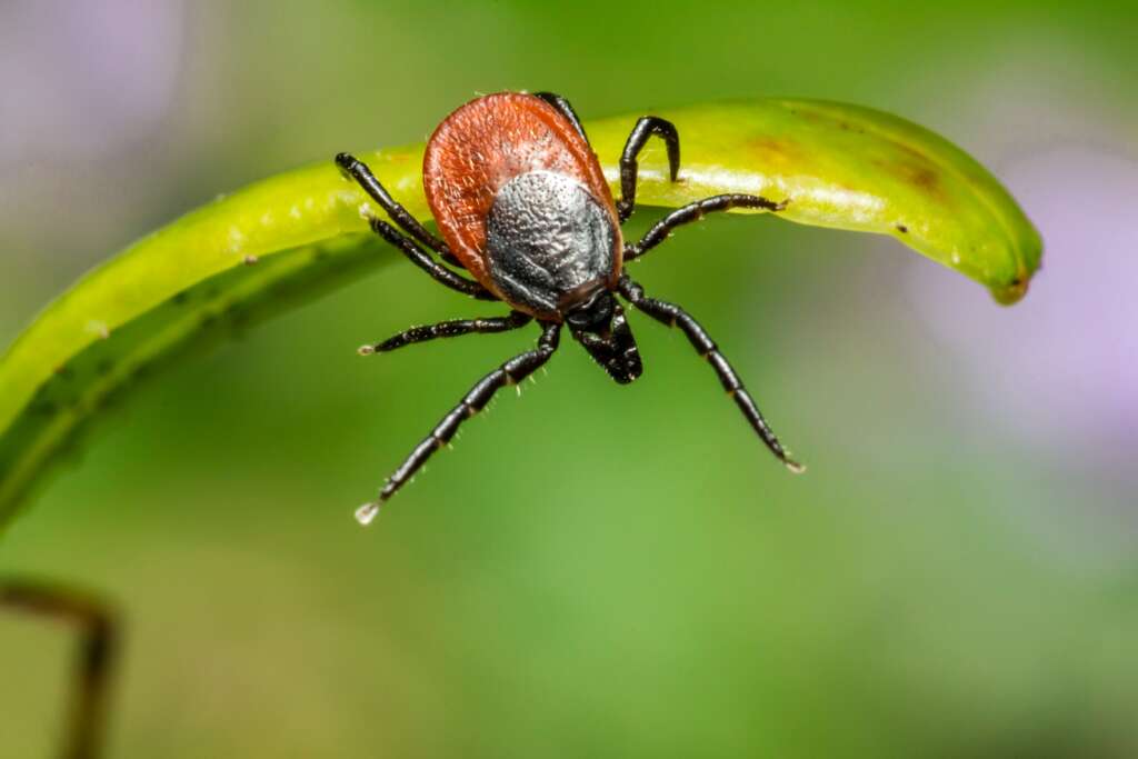 Black legged deer tick