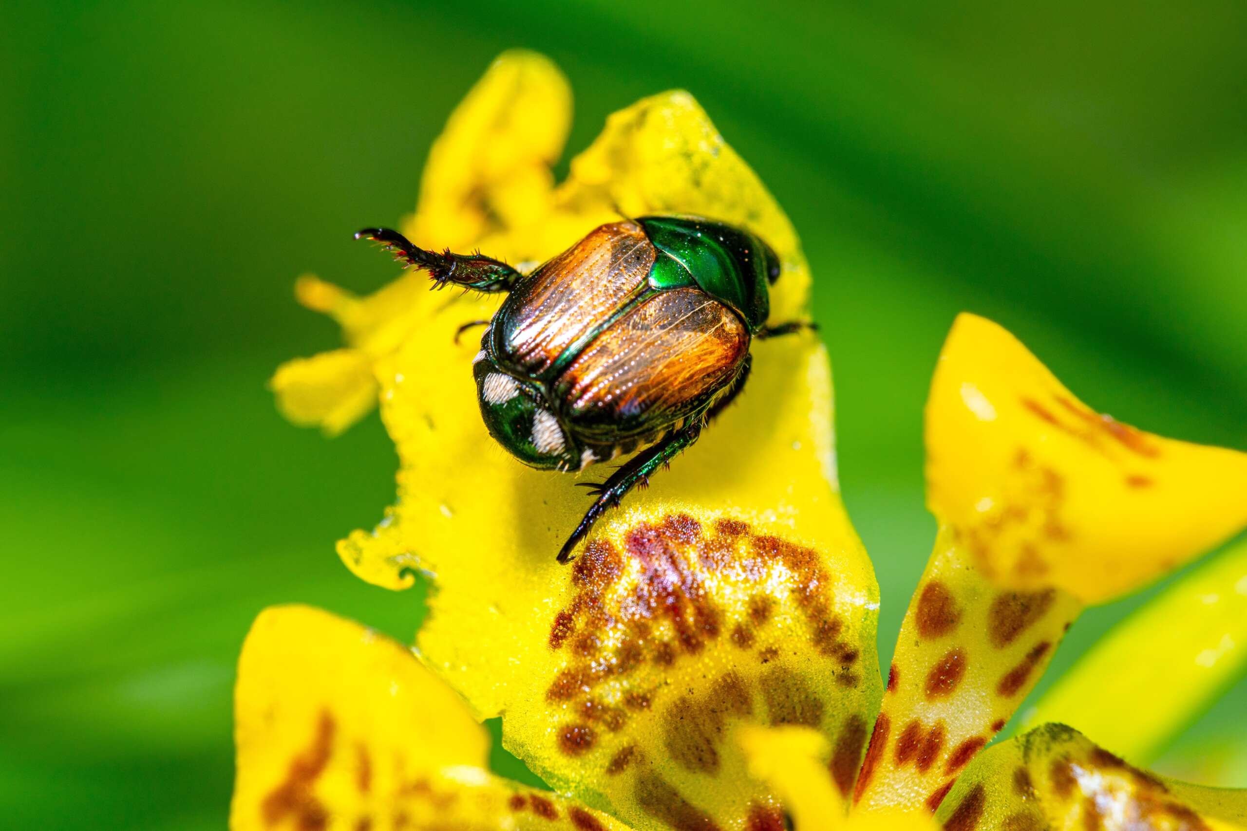 japanese beetle