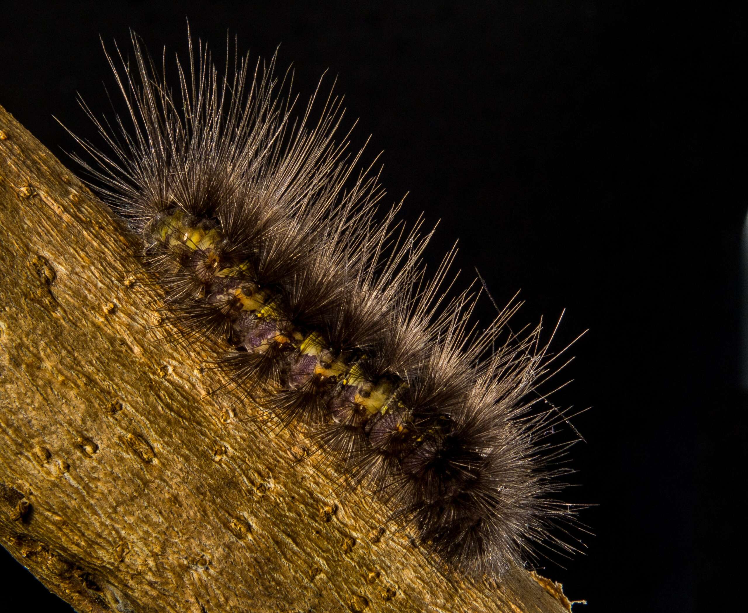 caterpillar