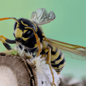 wasp control north olmsted pest asset