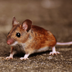 mouse control cleveland pest asset