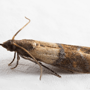 moth control north olmsted pest asset