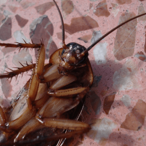 cockroach control cleveland pest asset