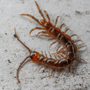 centipede control pest asset bay village