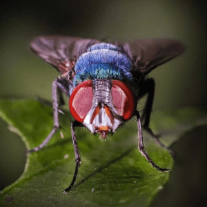 fly control cleveland pest asset