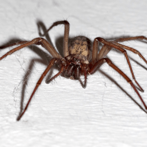 spider control north olmsted pest asset