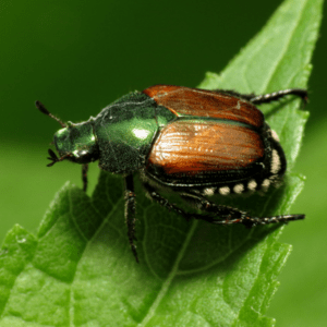 Beetle control cleveland pest asset japanese beetles