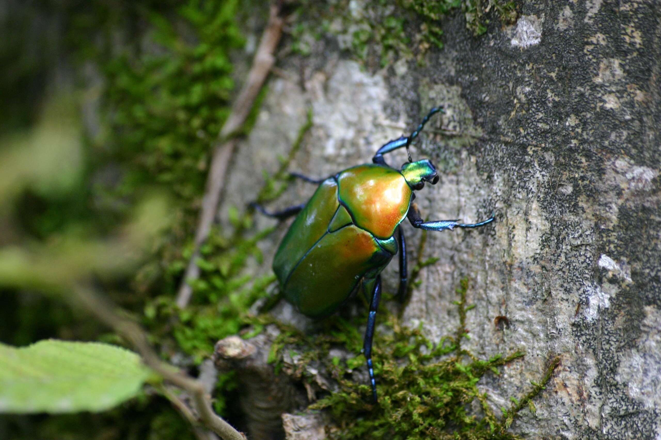 Amherst beetle control