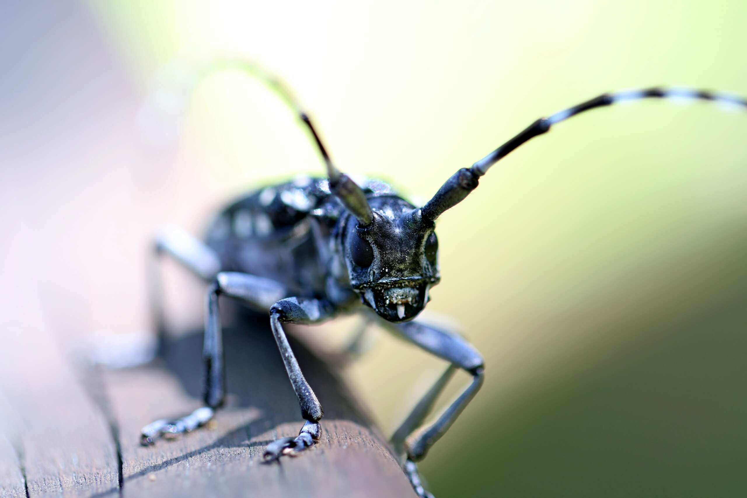 Avon Lake beetle control long horn beetle pest asset beetle control Avon Lake Beetle Control