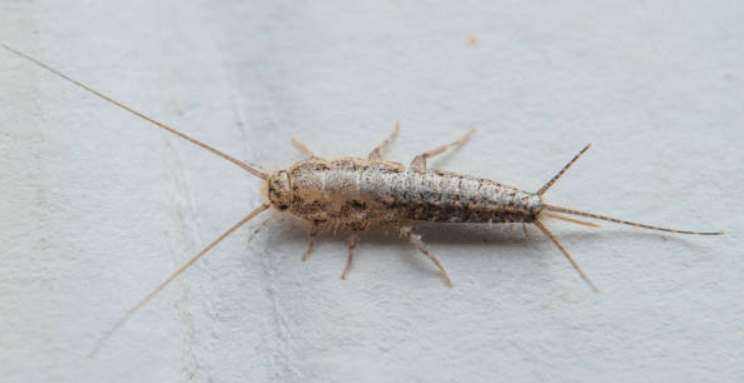 prevent silverfish