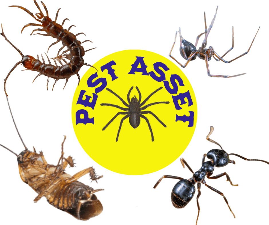 Pest Asset Frequently Asked Questions (FAQs)