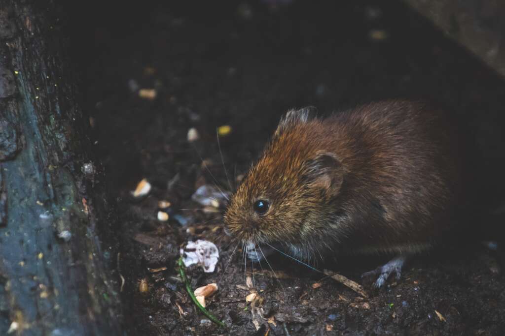 unseen intruders rodents