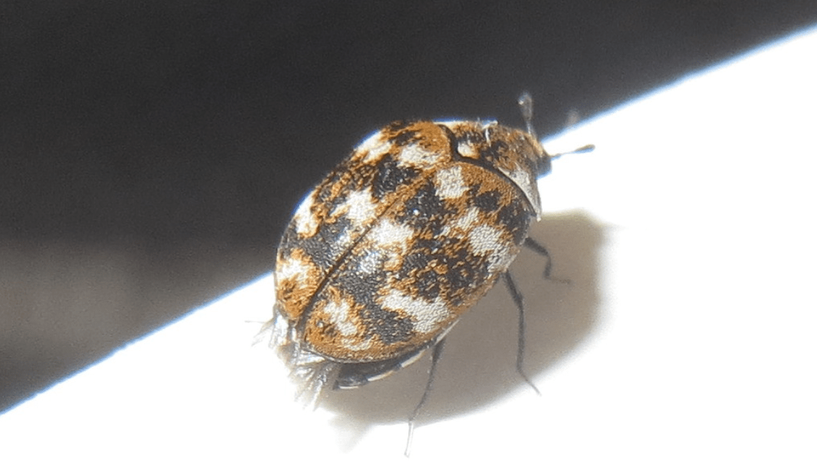 carpet beetle