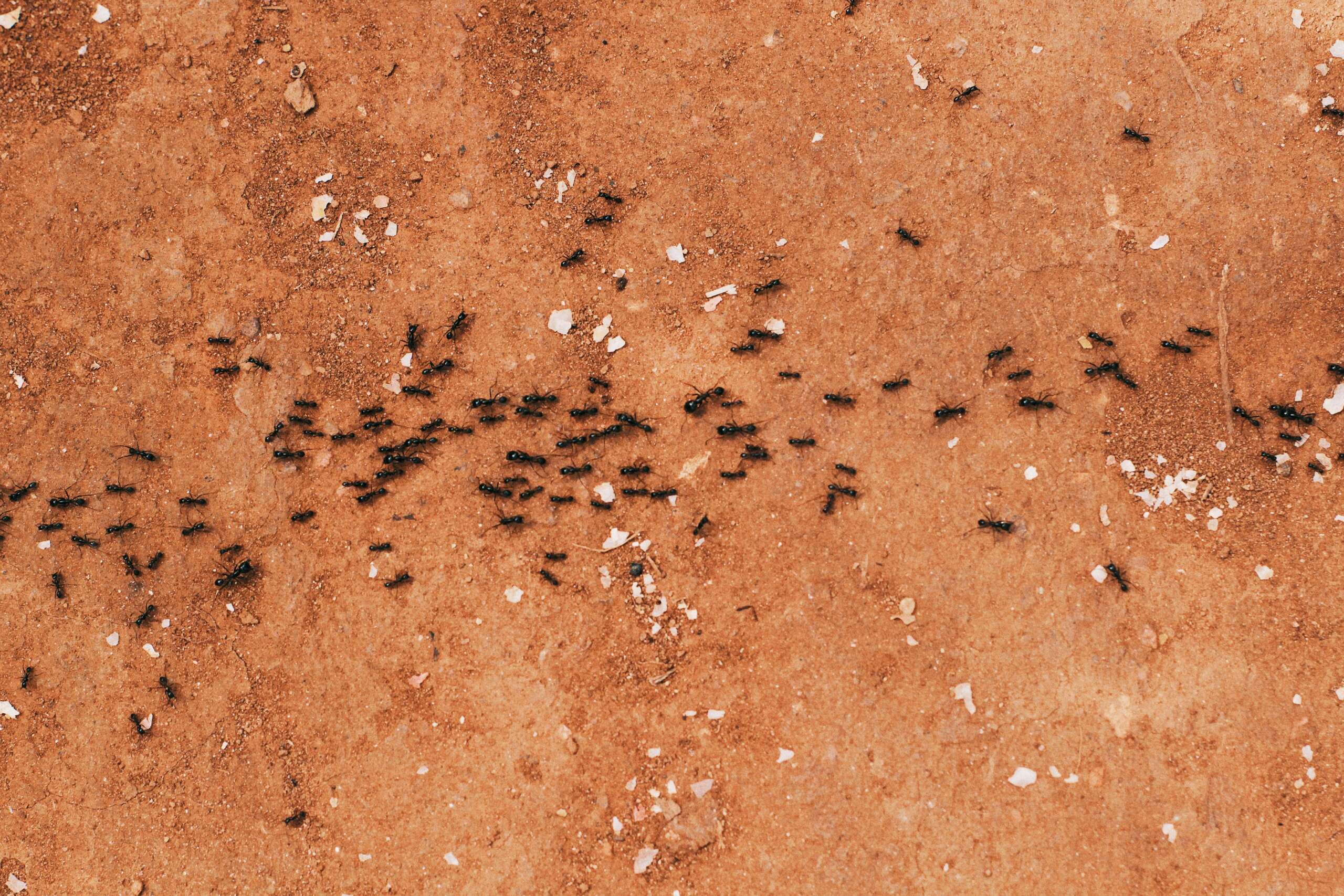 pavement ants, pharaoh ants, odorous ants, pest asset, pest control, winter ants Elyria ant control