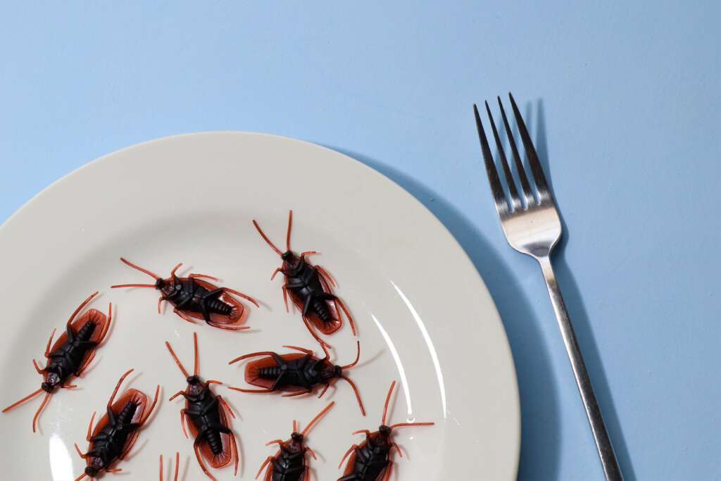 food pests