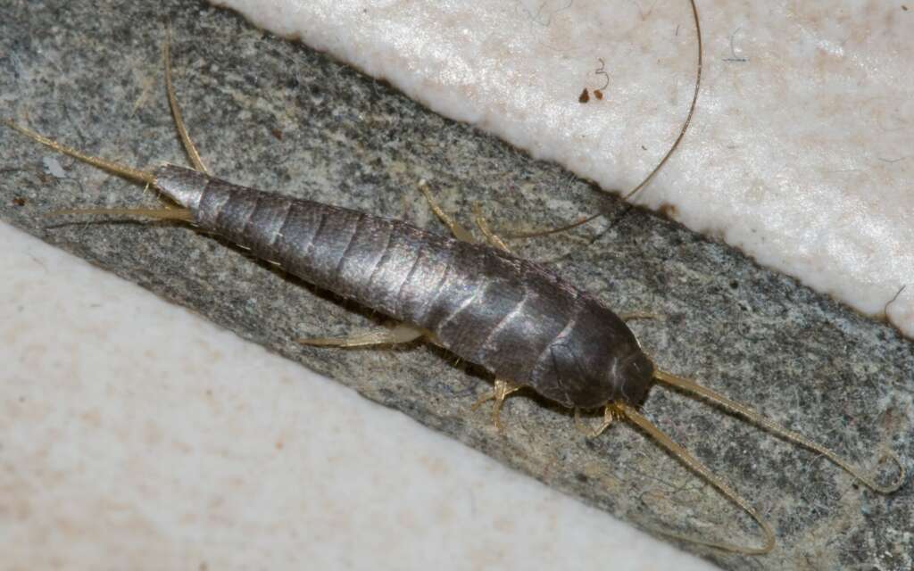 Prevent silverfish