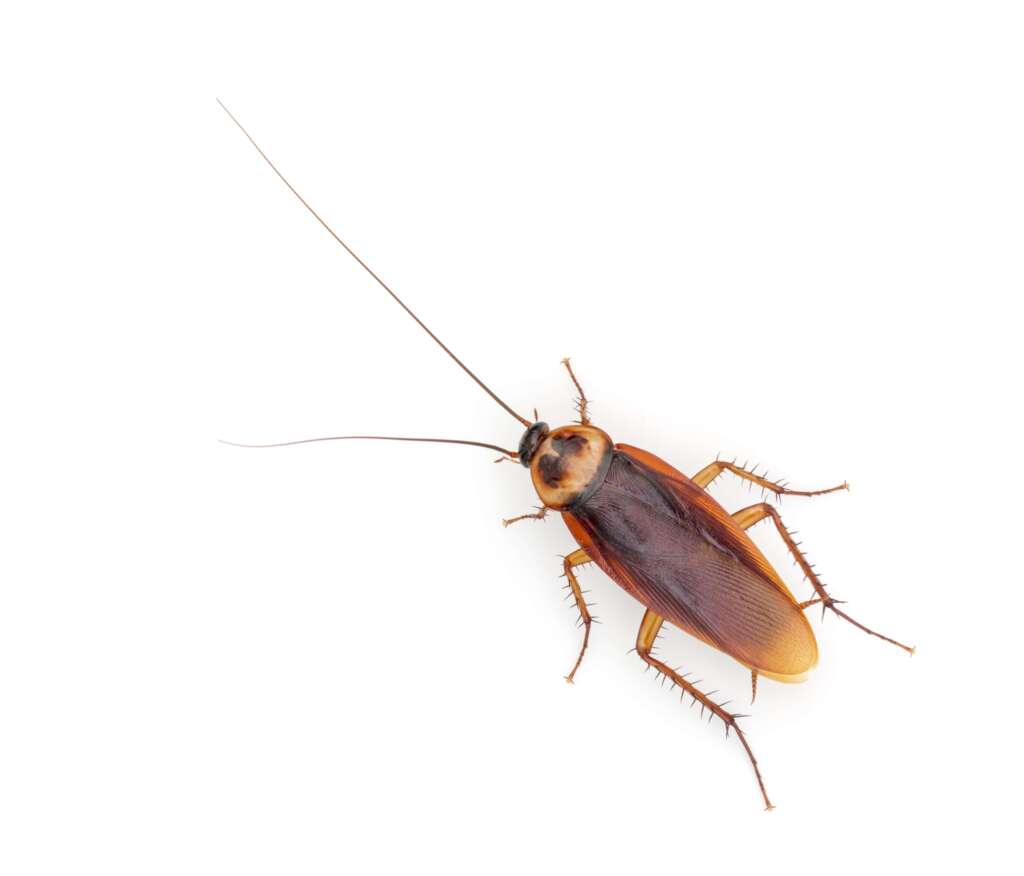 common pests cockroach pest asset pest control ohio