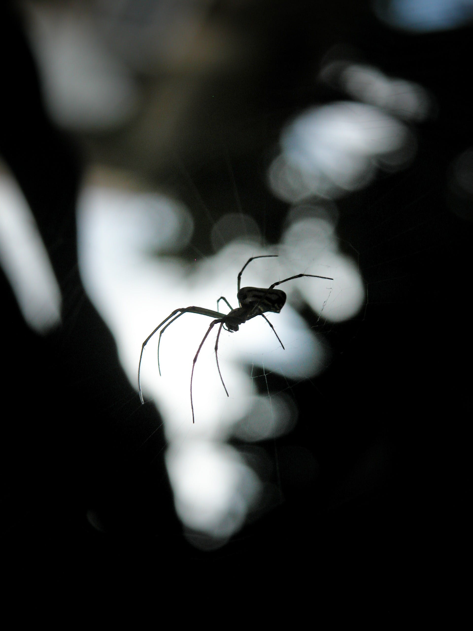 pest asset pest control near me spider control ohio