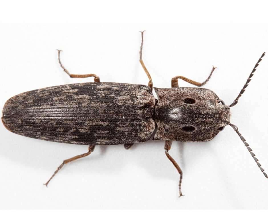 Sheffield Lake beetle control Bay Village beetle control winter beetles click beetle click beetles Westlake beetle control