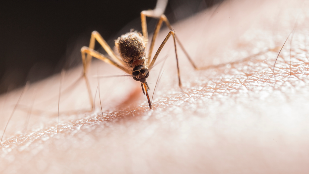 Mosquito 101: Unveiling the Mysteries of Mosquitoes in Northeast Ohio 1