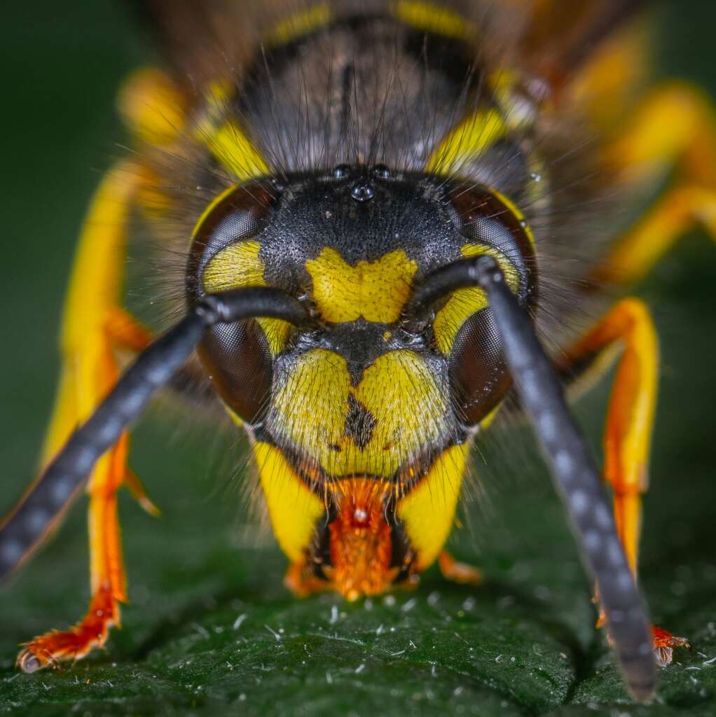 Avon Wasp Control
Unbelievable Spring: Why You Might See More Bees and Wasps in Northeast Ohio This Year